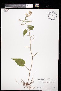 Symphyotrichum drummondii image