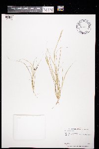 Sporobolus vaginiflorus image