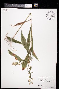 Symphyotrichum lateriflorum image