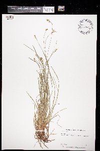 Carex peckii image