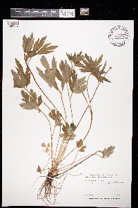 Ranunculus hispidus image