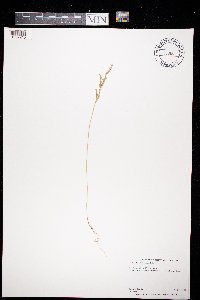 Chenopodium desiccatum image