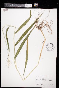 Elymus hystrix image