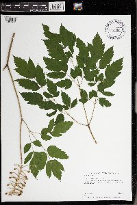 Actaea pachypoda image