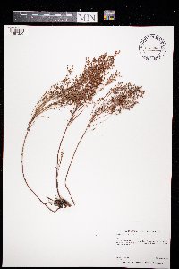 Lechea stricta image