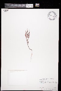 Polygonella articulata image