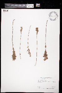 Crocanthemum bicknellii image