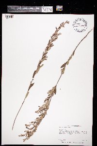 Crocanthemum bicknellii image