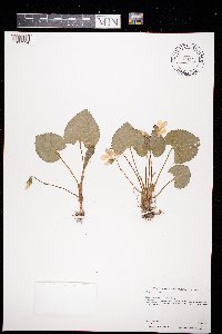 Viola labradorica image