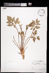 Ranunculus hispidus image