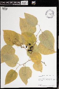 Smilax tamnoides image
