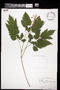 Actaea pachypoda image