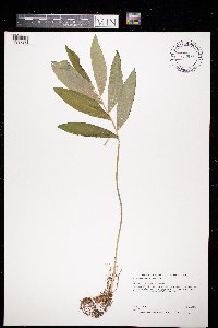 Polygonatum pubescens image