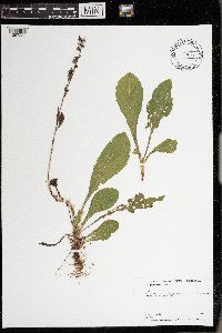 Solidago sciaphila image