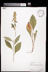 Solidago sciaphila image