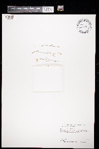 Arabidopsis lyrata image