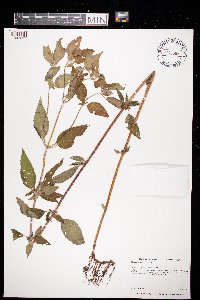 Blephilia hirsuta image