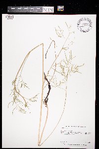 Cicuta bulbifera image