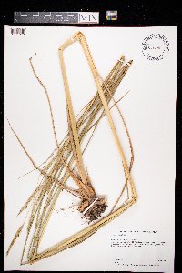 Spartina pectinata image