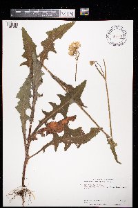 Sonchus arvensis image