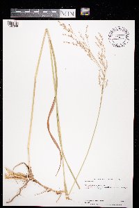 Panicum virgatum image