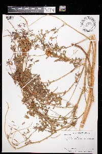 Securigera varia image