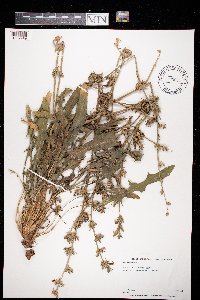 Cichorium intybus image