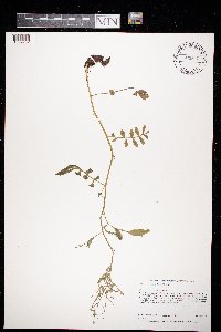 Cardamine pensylvanica image