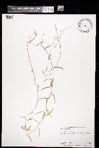 Campanula aparinoides image