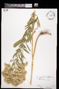 Brickellia eupatorioides var. corymbulosa image