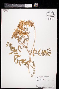 Astragalus canadensis image