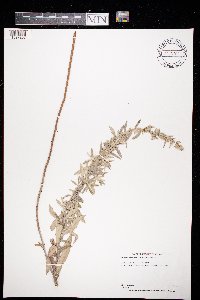Artemisia ludoviciana image