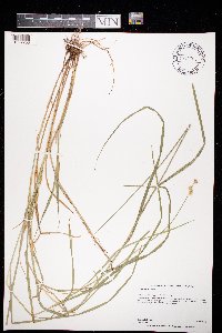 Thumbnail image of current specimen