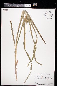 Carex intumescens image