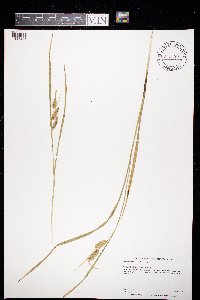 Carex hystericina image