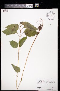 Image Associated With the Occurrence