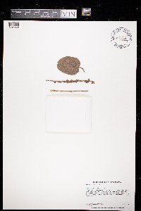 Synthyris bullii image