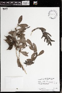 Baptisia leucophaea image