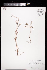 Atriplex patula image