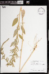 Amaranthus tuberculatus image