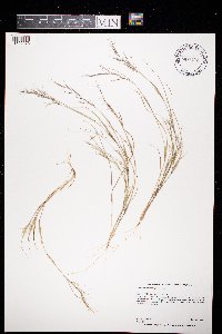 Aristida basiramea image