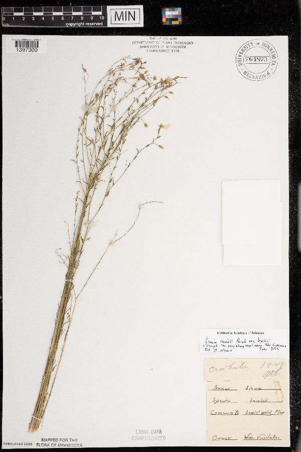 Linum lewisii var. lewisii image