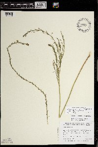thumbnail image of current specimen