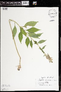 Campanulastrum americanum image