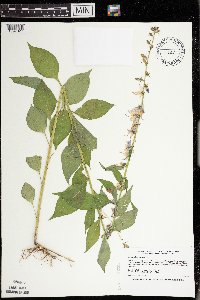 Campanulastrum americanum image