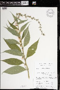 Campanulastrum americanum image