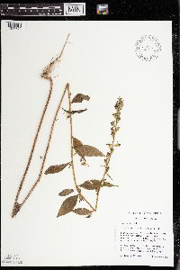 Campanulastrum americanum image