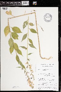 Campanulastrum americanum image