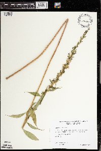Campanulastrum americanum image