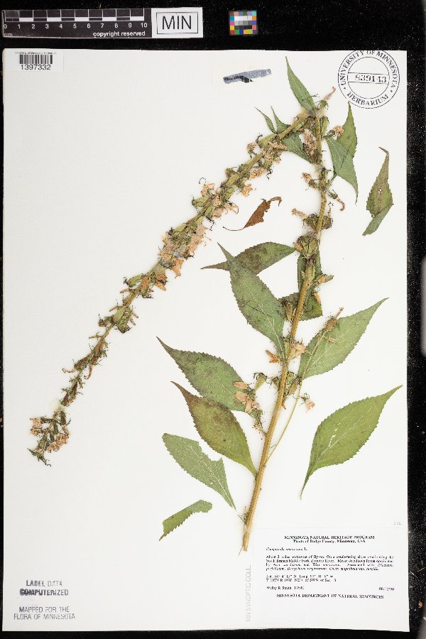 Campanulastrum image